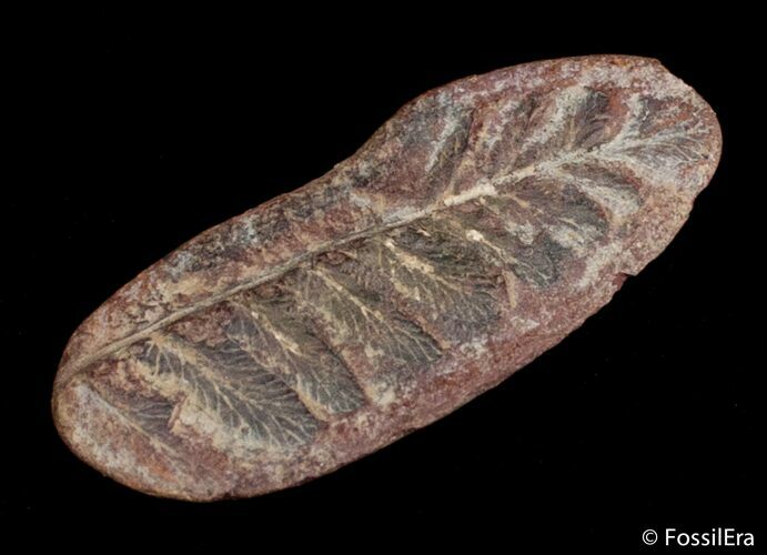 Fern Fossil From Mazon Creek - Million Years Old #2876